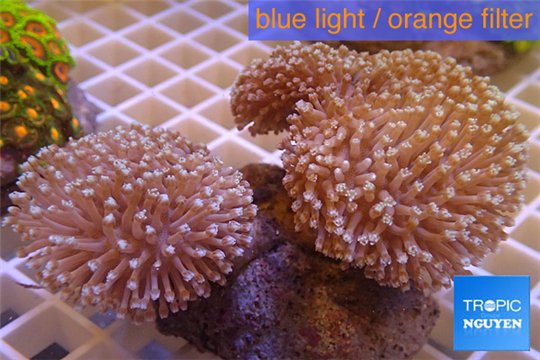 Sarcophyton triple boby long white polyps 8-14 cm WYSIWYG acclimaté