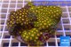 Zoanthus garden premium color 8-12 cm WYSIWYG acclimaté