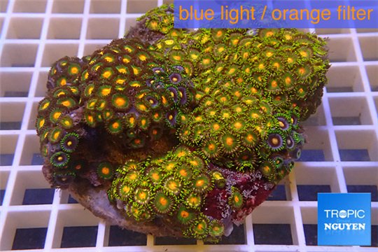 Zoanthus garden premium color 8-12 cm WYSIWYG acclimaté