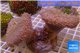 Sarcophyton double boby long white polyps 8-14 cm WYSIWYG acclimaté