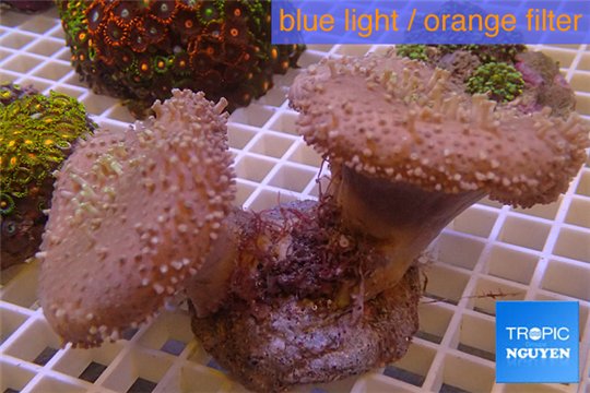 Sarcophyton double boby long white polyps 8-14 cm WYSIWYG acclimaté
