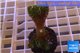 Pocillopora damicornis green & pink tip 2-3 cm WYSIWYG acclimaté