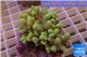 Sinularia greeny 7-11 cm WYSIWYG acclimaté