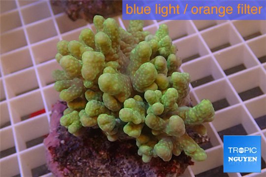 Sinularia greeny 7-11 cm WYSIWYG acclimaté