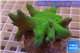 Lobophytum green 8-12 cm WYSIWYG acclimaté