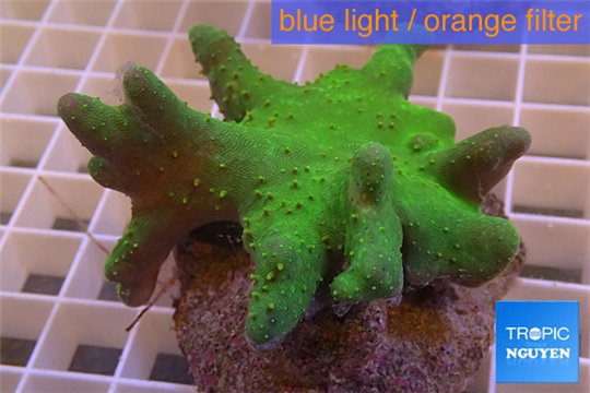 Lobophytum green 8-12 cm WYSIWYG acclimaté
