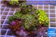 Zoanthus garden premium color 8-12 cm WYSIWYG acclimaté