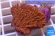 Montipora red purple polyps 4-5 cm WYSIWYG acclimaté