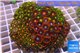 Zoanthus garden mix color 8-12 cm WYSIWYG acclimaté