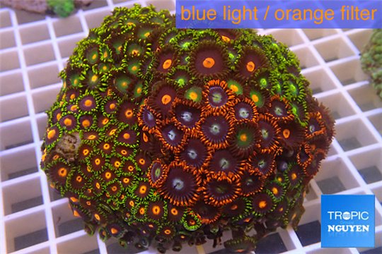 Zoanthus garden mix color 8-12 cm WYSIWYG acclimaté