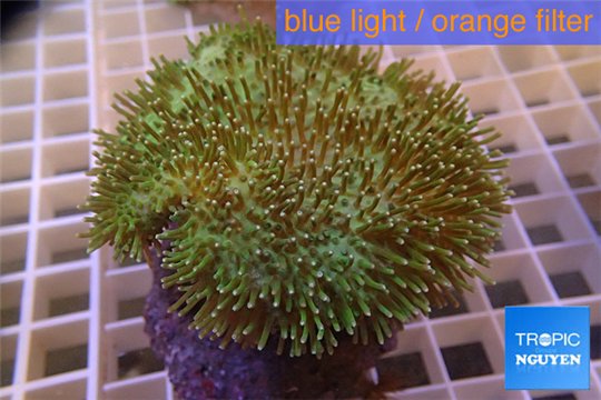 Sarcophyton long polyps 8-12 cm WYSIWYG acclimaté