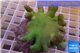 Lobophytum short finger 8-12 cm WYSIWYG acclimaté
