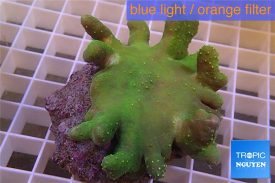 Lobophytum short finger 8-12 cm WYSIWYG acclimaté