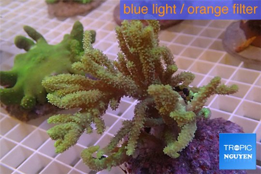Sinularia flexibilis green 5-8 cm WYSIWYG acclimaté