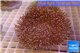 Sarcophyton long polyps 8-12 cm WYSIWYG acclimaté