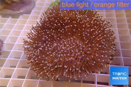 Sarcophyton long polyps 8-12 cm WYSIWYG acclimaté