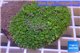 Rhodactis green big leaf 5-8 cm WYSIWYG acclimaté