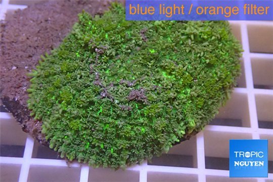 Rhodactis green big leaf 5-8 cm WYSIWYG acclimaté