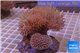 Sarcophyton triple boby long white polyps 8-14 cm WYSIWYG acclimaté