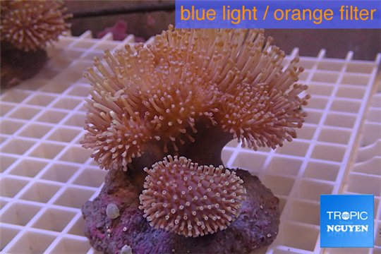 Sarcophyton triple boby long white polyps 8-14 cm WYSIWYG acclimaté