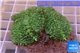 Rhodactis green big leaf 3 polyps WYSIWYG acclimaté