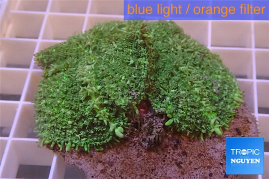 Rhodactis green big leaf 3 polyps WYSIWYG acclimaté