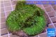 Rhodactis green big leaf 3 polyps WYSIWYG acclimaté
