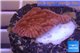 Montipora red & purple plyps 2-3 cm WYSIWYG acclimaté