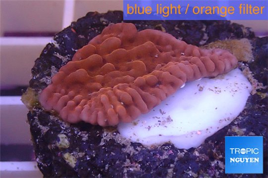 Montipora red & purple plyps 2-3 cm WYSIWYG acclimaté