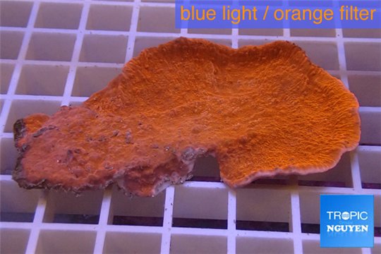 Montipora red cap 4-6 cm WYSIWYG acclimaté