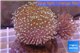 Sarcophyton triple boby long white polyps 8-14 cm WYSIWYG acclimaté