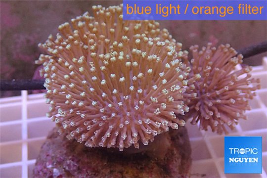 Sarcophyton triple boby long white polyps 8-14 cm WYSIWYG acclimaté