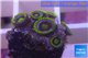 Zoanthus neon green magician blue 5-8 polyps WYSIWYG acclimaté