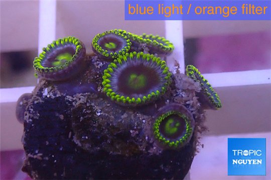 Zoanthus neon green magician blue 5-8 polyps WYSIWYG acclimaté