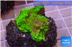 Montipora green & purple polyps 3-4 cm WYSIWYG acclimaté