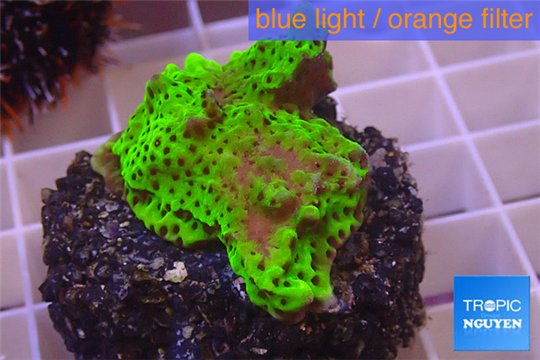 Montipora green & purple polyps 3-4 cm WYSIWYG acclimaté