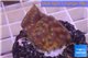Turbinaria reniformis yellow polyps 2-3 cm WYSIWYG acclimaté