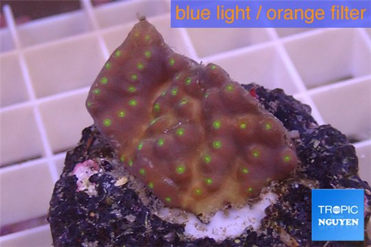 Turbinaria reniformis yellow polyps 2-3 cm WYSIWYG acclimaté