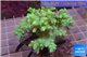 sinularia greeny 7-12 cm WYSIWYG acclimaté