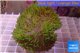 Sarcophyton long green polyps 7-12 cm WYSIWYG acclimaté