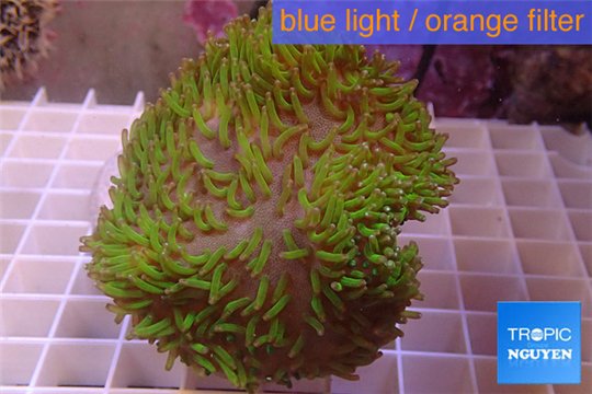 Sarcophyton long green polyps 7-12 cm WYSIWYG acclimaté