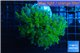 Euphyllia yayaemaensis green & purple tip 6-8 cm WYSIWYG acclimaté