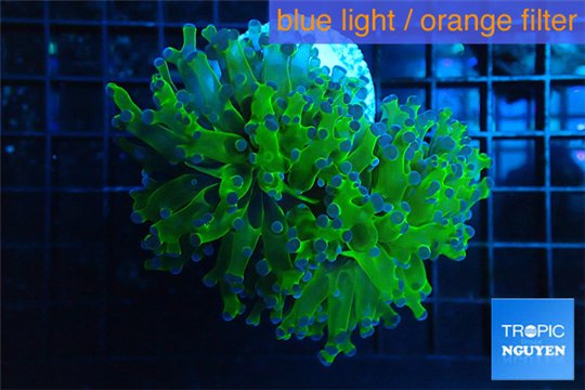 Euphyllia yayaemaensis green & purple tip 6-8 cm WYSIWYG acclimaté