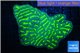 Merulina neon green 8-11 cm WYSIWYG acclimaté