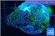 Euphyllia paraancora green purple 4-7 cm WYSIWYG acclimaté