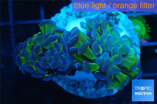 Euphyllia paraancora green purple 4-7 cm WYSIWYG acclimaté