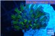 Euphyllia paraancora green purple 3-6 cm WYSIWYG acclimaté