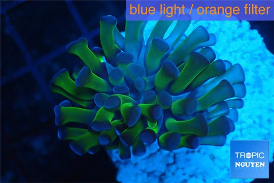 Euphyllia paraancora green purple 3-6 cm WYSIWYG acclimaté
