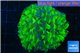 Euphyllia paraancora green purple 5-8 cm WYSIWYG acclimaté