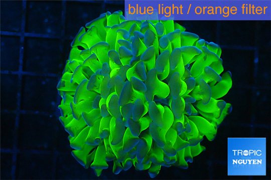 Euphyllia paraancora green purple 5-8 cm WYSIWYG acclimaté